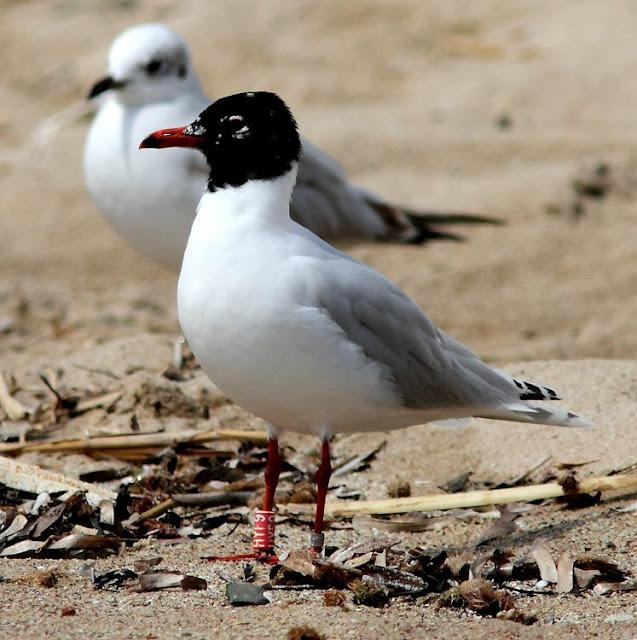 GAVIOTAS CABECINEGRAS-MEDITERRANEAN GULL