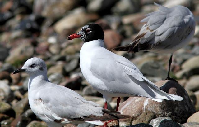 GAVIOTAS CABECINEGRAS-MEDITERRANEAN GULL