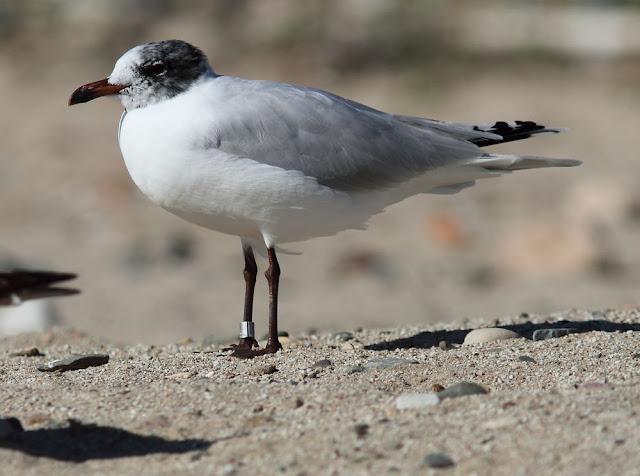 GAVIOTAS CABECINEGRAS-MEDITERRANEAN GULL