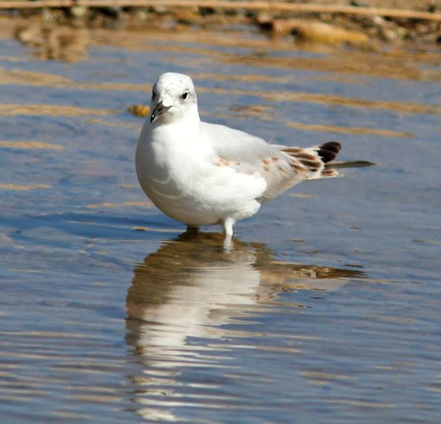 GAVIOTAS CABECINEGRAS-MEDITERRANEAN GULL