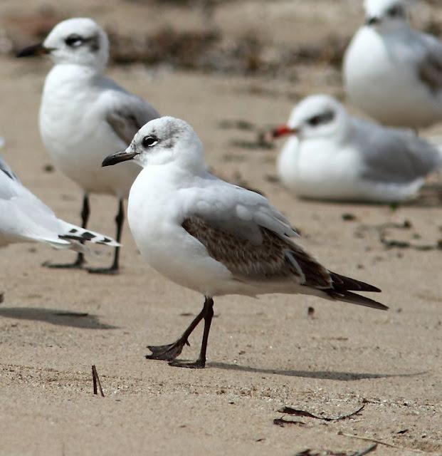 GAVIOTAS CABECINEGRAS-MEDITERRANEAN GULL