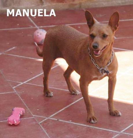 Manuela , una podenquilla especial busca familia responsable