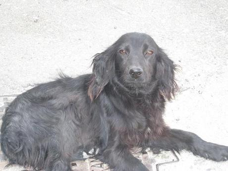 Peque en Sevilla breton negro super cariñoso