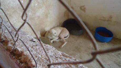 Galgo senior en perrera Jaen ( muy asustado)