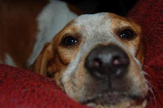 LUNITA, MALTRATADA Y ARROJADA DE UN COCHE EN MARCHA-CORDOBA