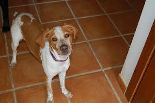 LUNITA, MALTRATADA Y ARROJADA DE UN COCHE EN MARCHA-CORDOBA