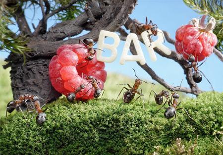 El Mundo de las Hormigas en Alta Definición