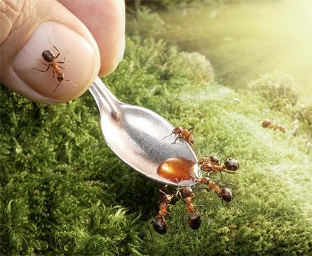 El Mundo de las Hormigas en Alta Definición