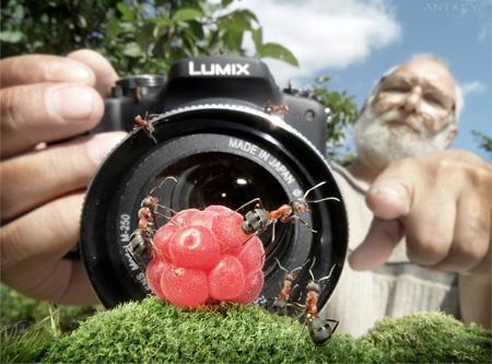 El Mundo de las Hormigas en Alta Definición