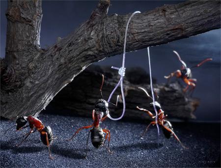 El Mundo de las Hormigas en Alta Definición