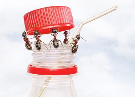 El Mundo de las Hormigas en Alta Definición