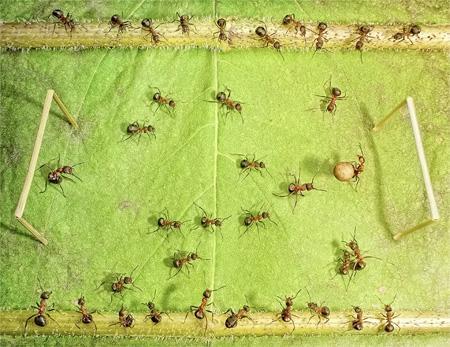 El Mundo de las Hormigas en Alta Definición