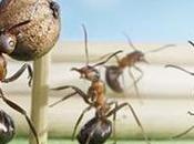 Mundo Hormigas Alta Definición