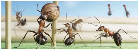 El Mundo de las Hormigas en Alta Definición