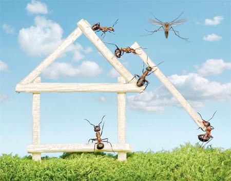 El Mundo de las Hormigas en Alta Definición