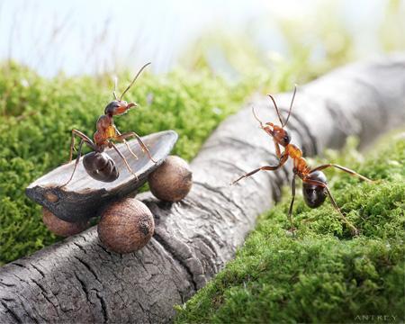 El Mundo de las Hormigas en Alta Definición