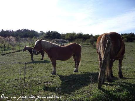 Camino de Santiago, etapa 2: Zubiri - Pamplona: La gran ciudad