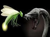 serpiente luciérnaga