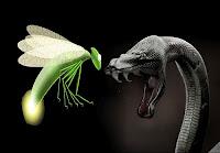 LA SERPIENTE Y LA LUCIÉRNAGA