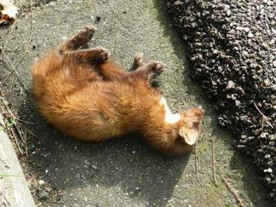 Una marta rescatada y otra que no pudo ser