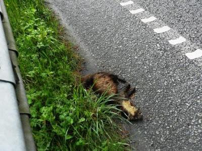 Una marta rescatada y otra que no pudo ser