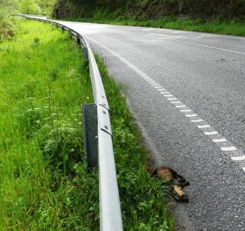 Una marta rescatada y otra que no pudo ser