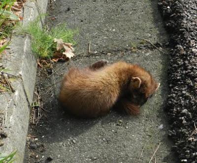 Una marta rescatada y otra que no pudo ser