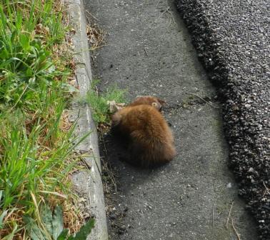 Una marta rescatada y otra que no pudo ser