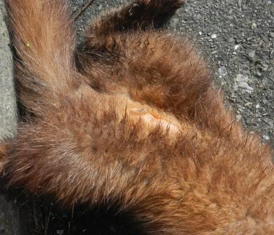 Una marta rescatada y otra que no pudo ser