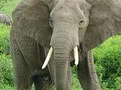 Hasta elefantes sufren crisis