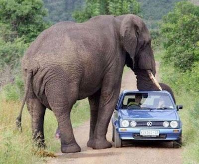 wtf elefante aplastando un coche