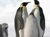 Satélites para contar pinguinos