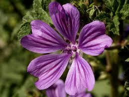 La Malva Sylvestris