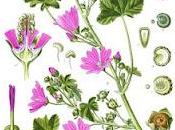 Malva Sylvestris