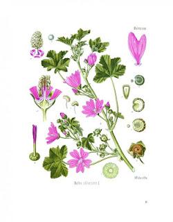 La Malva Sylvestris