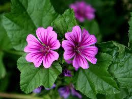 La Malva Sylvestris