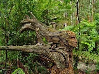 Bosque Tallado de Bruno Torfs, Australia