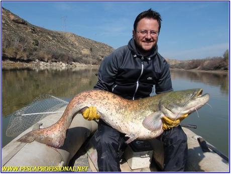 pesca del siluro 1 SILURO A SPINNING EN ABRIL