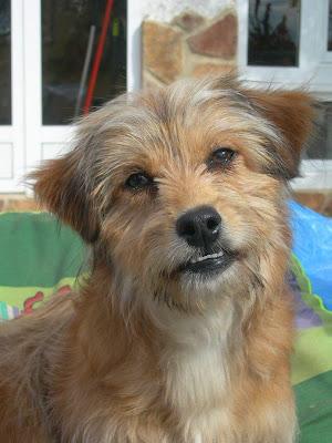 ASTOR, GUAPÍSIMO CACHORRITO CRUCE YORKSHIRE 5 MESES. SUPER SIMPÁTICO‏.