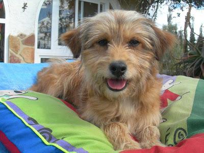 ASTOR, GUAPÍSIMO CACHORRITO CRUCE YORKSHIRE 5 MESES. SUPER SIMPÁTICO‏.