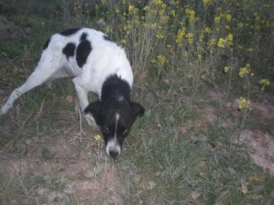LISA NO ENCUENTRA SU ÁNGEL cachorra abandonada en el campo. (Córdoba)