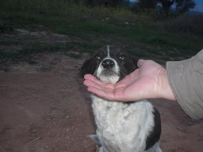 LISA NO ENCUENTRA SU ÁNGEL cachorra abandonada en el campo. (Córdoba)