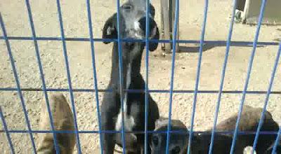 Ocho galgas en la perrera que necesitan salir! Algunas llevan mucho tiempo!