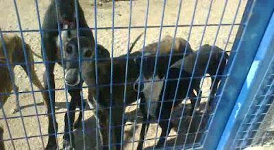 Ocho galgas en la perrera que necesitan salir! Algunas llevan mucho tiempo!