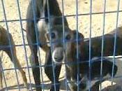 Ocho galgas perrera necesitan salir! Algunas llevan mucho tiempo!