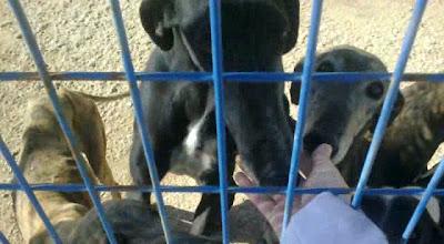 Ocho galgas en la perrera que necesitan salir! Algunas llevan mucho tiempo!