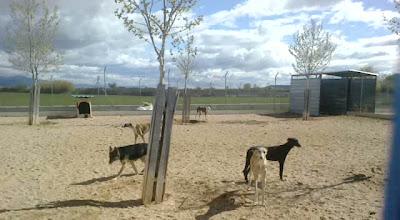 Ocho galgas en la perrera que necesitan salir! Algunas llevan mucho tiempo!