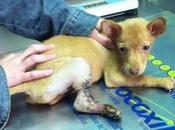 Kaplan miranda. ¡necesitamos ayuda!