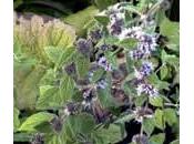 Menta japonesa