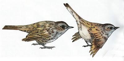 El pájaro infiel